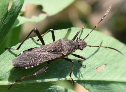 Réf. 268 896 : Alydus calcaratus